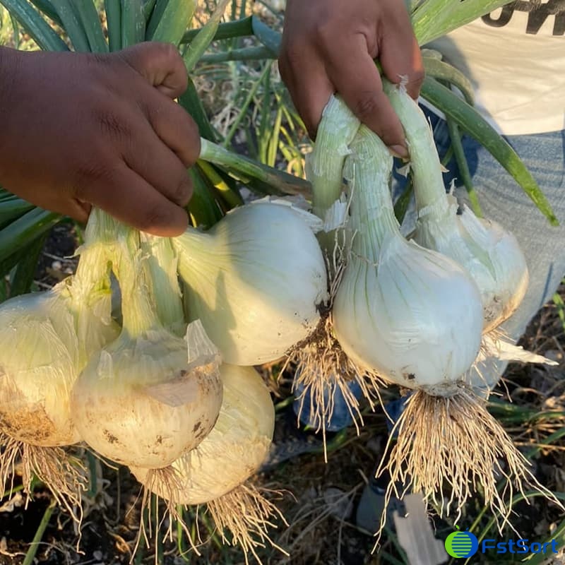 images/1680079444115clasificador de cebolla.jpg